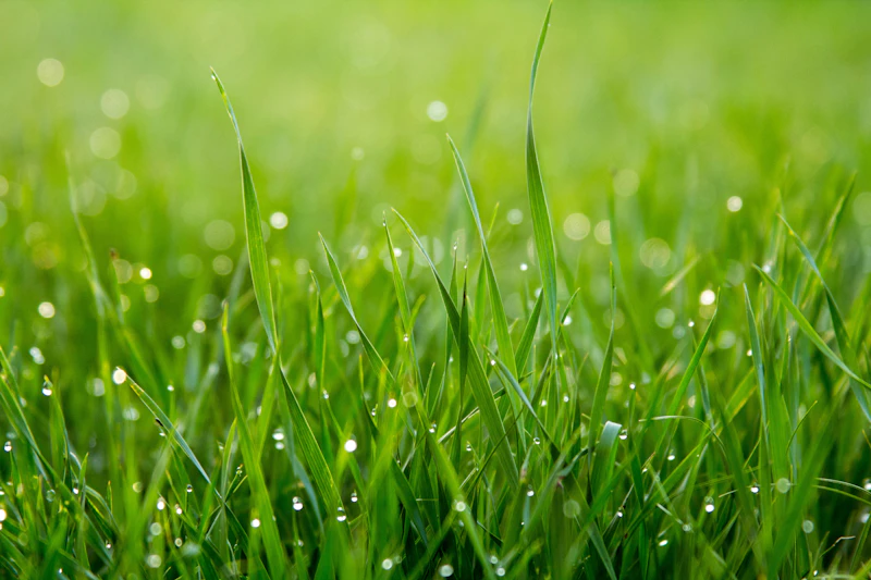 Healthy dew-covered lawn after fertilization treatment