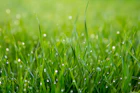 close photo of green grass