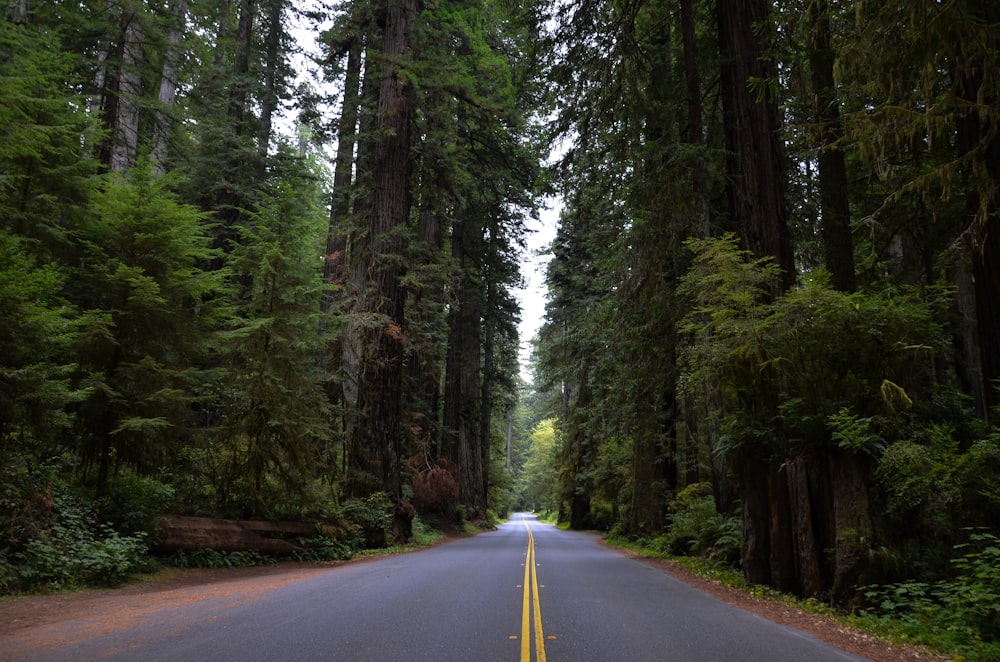 black asphalt road in between green trees