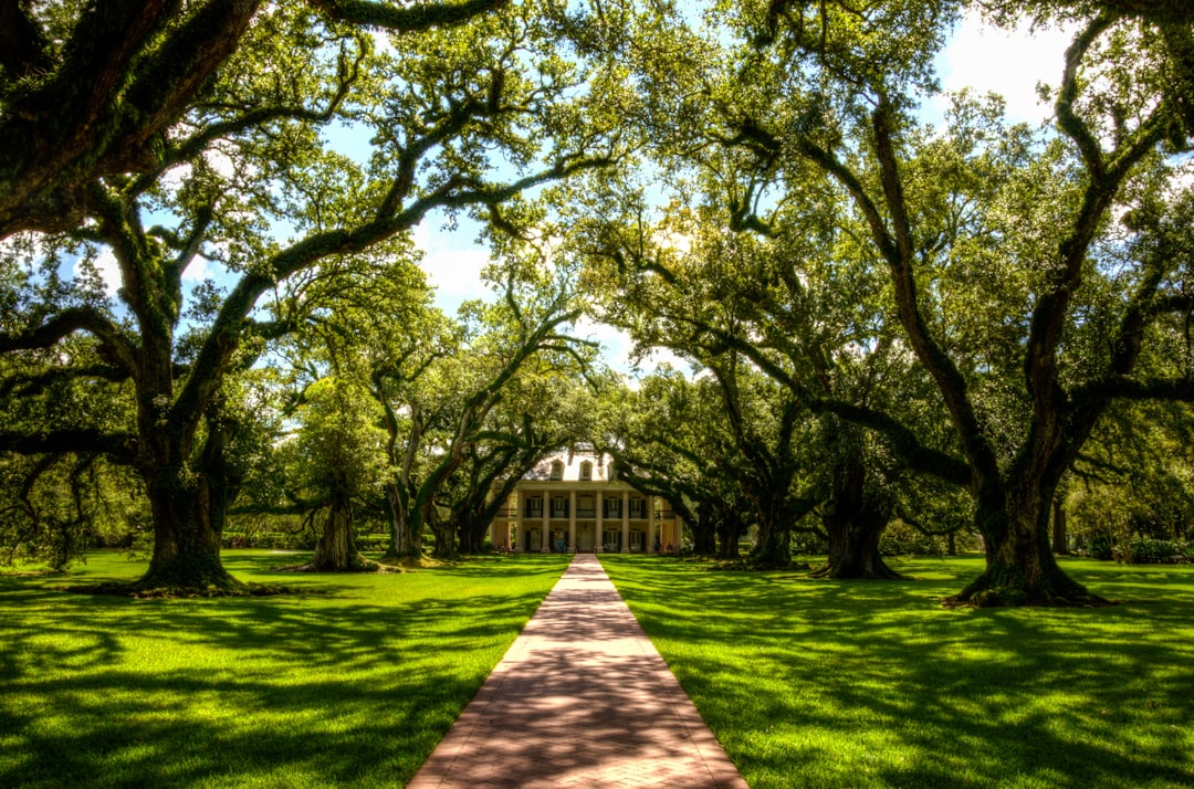 brown concrete pathway and trees, Mansion @ Oak Alley Plantation