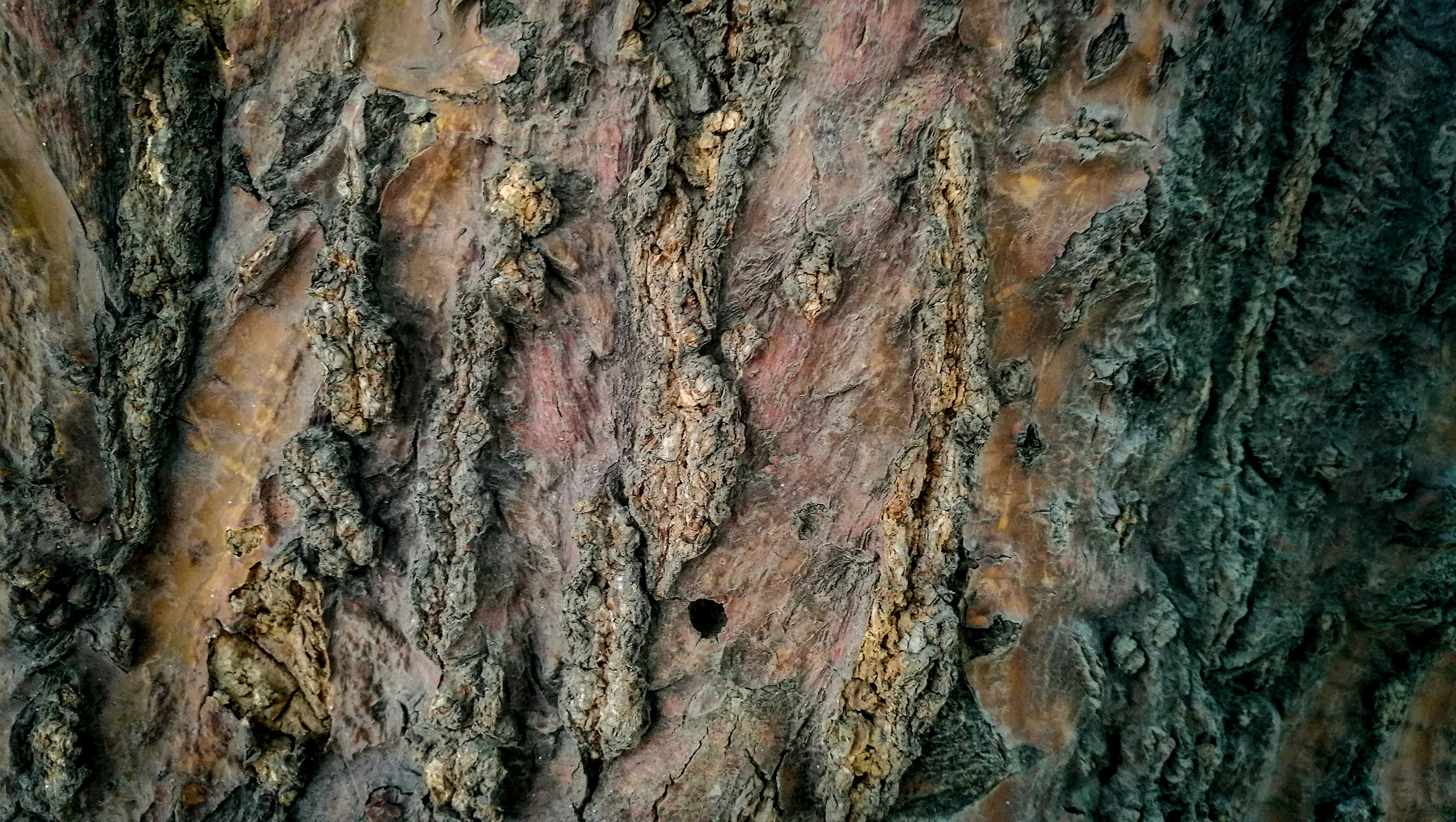 Bark