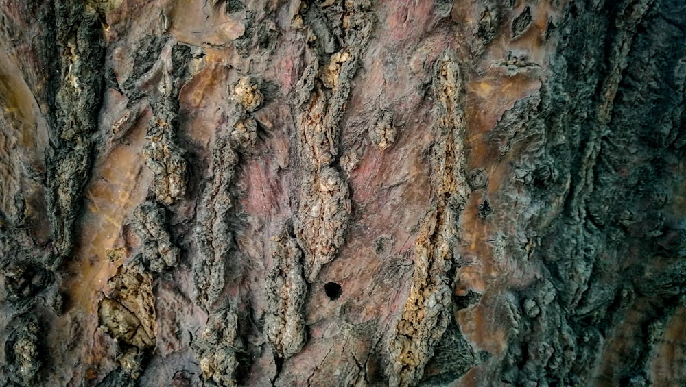 wooden tree log