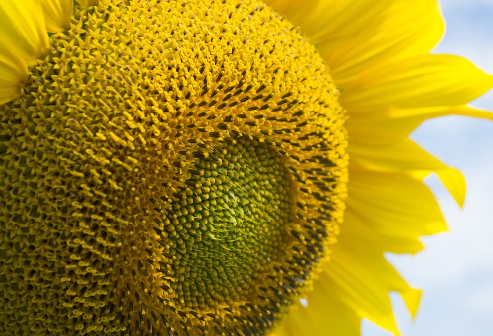 selective focus of yellow sunflower
