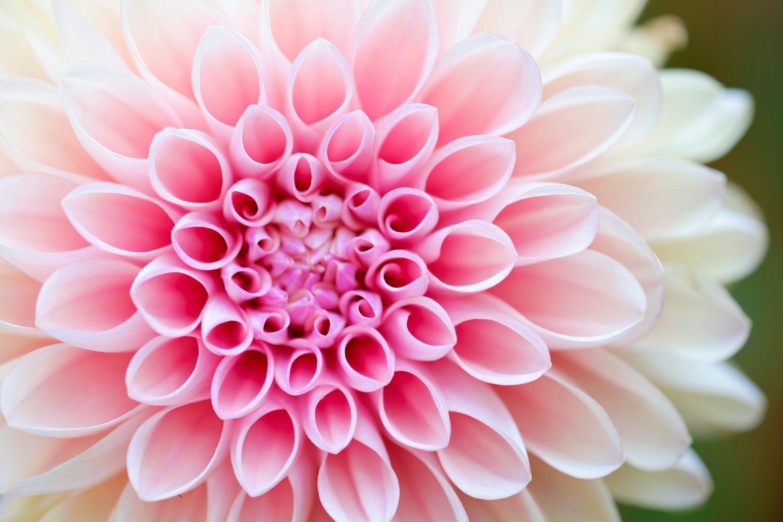 Fujifilm X-T1 + Fujifilm XF 60mm F2.4 R Macro sample photo. Close-up photography of pink photography