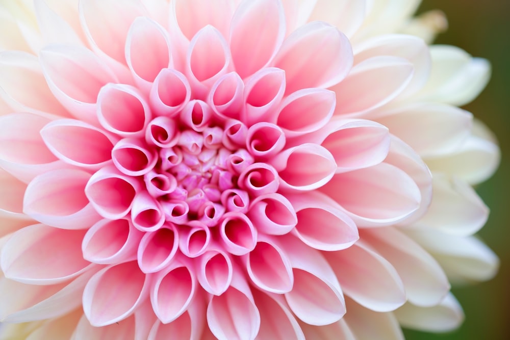 fotografia de close-up de flor de pétalas rosa
