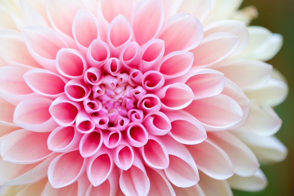 close-up photography of pink petaled flower