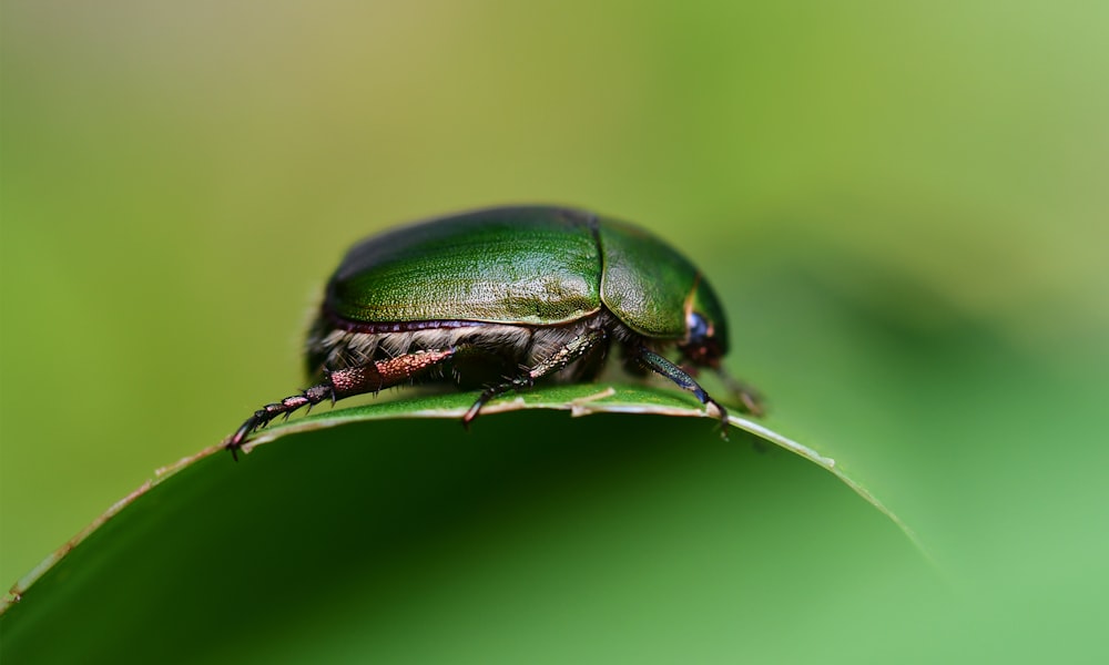 close photo of green beetle