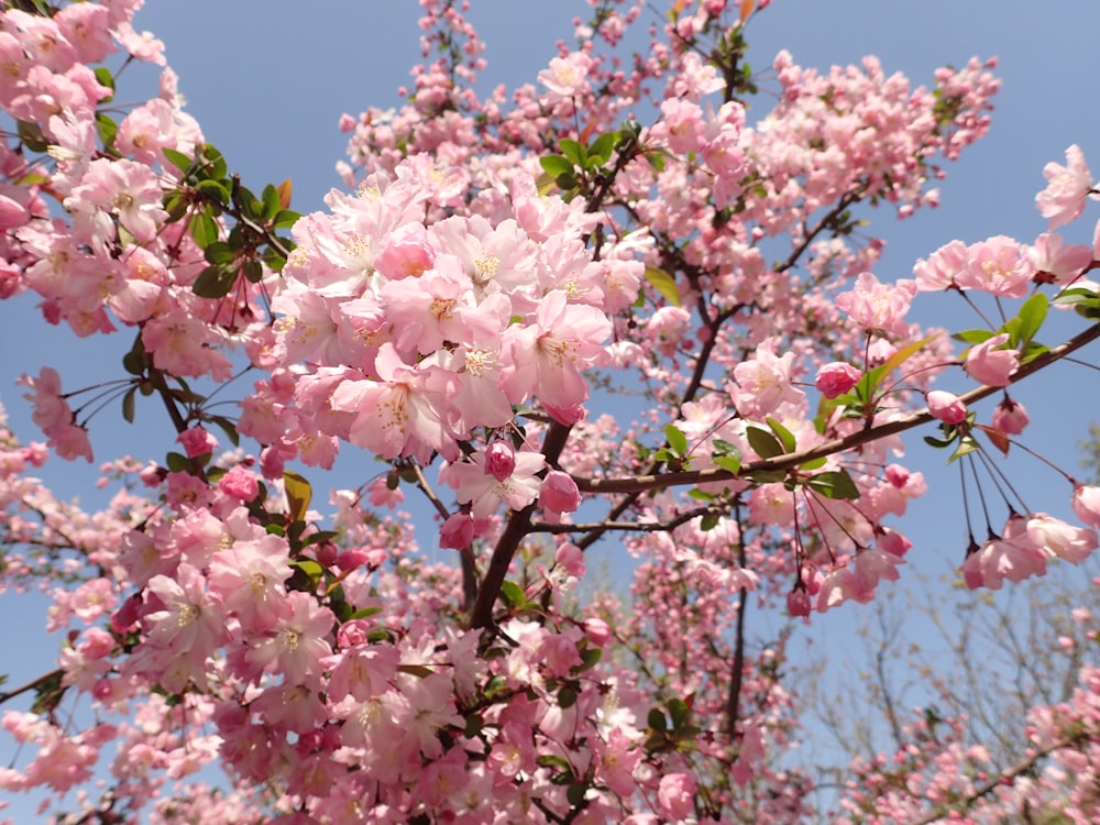 pink flower tree during daytime