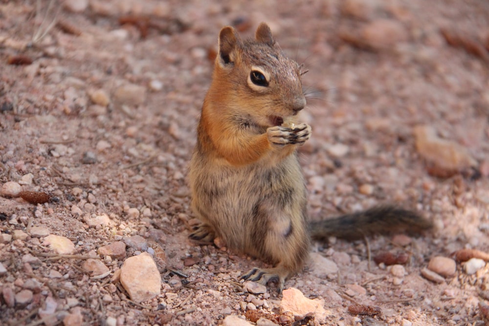 braunes Eichhörnchen steht auf Kies