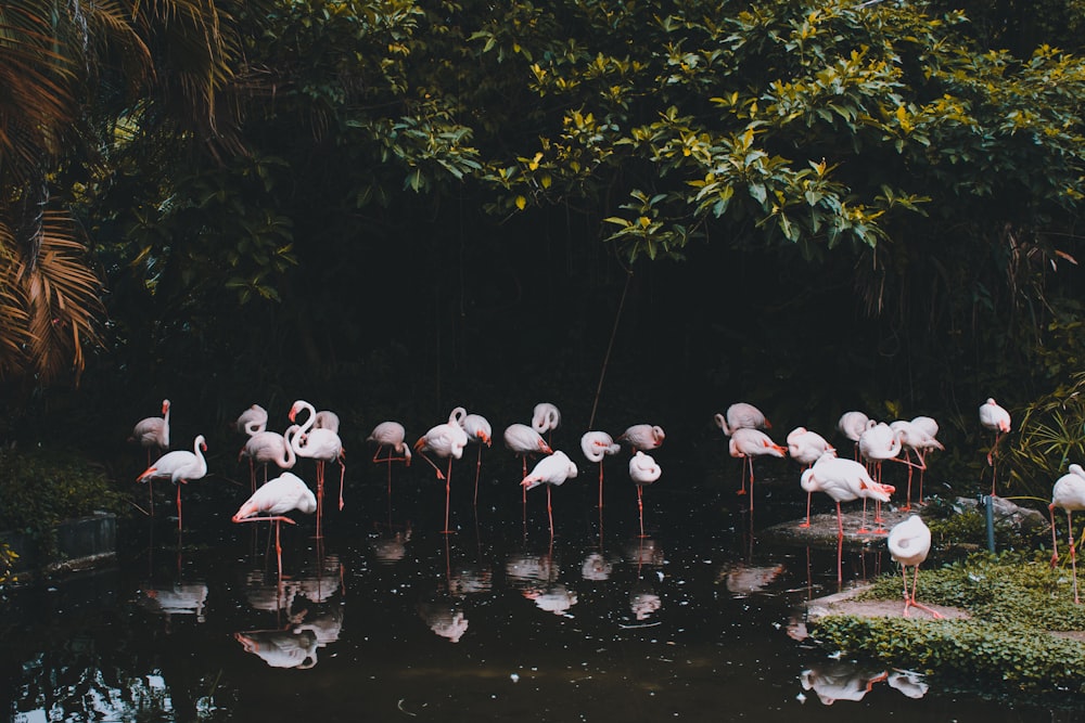 flamingos on pond
