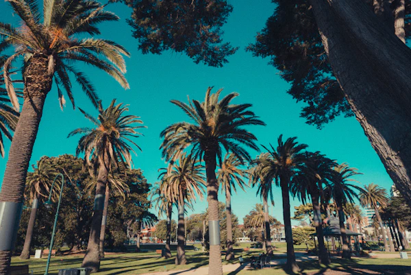 Palm trees against a bright blue sky