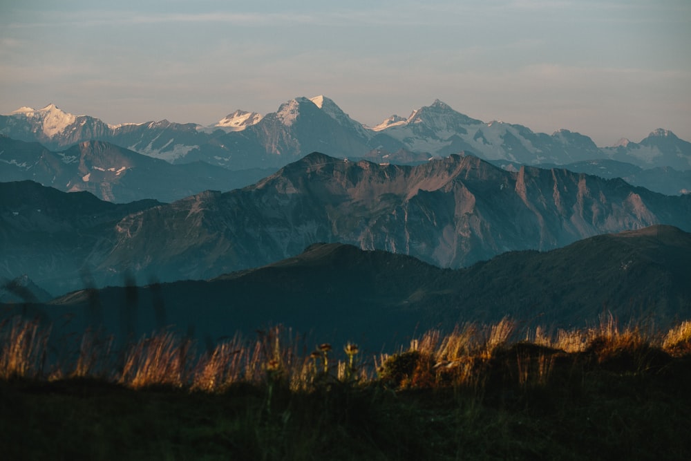 green field with snow-capped mountain at distance