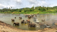 black elephants on body of water at daytime