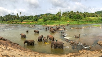 black elephants on body of water at daytime
