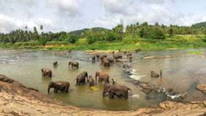 black elephants on body of water at daytime