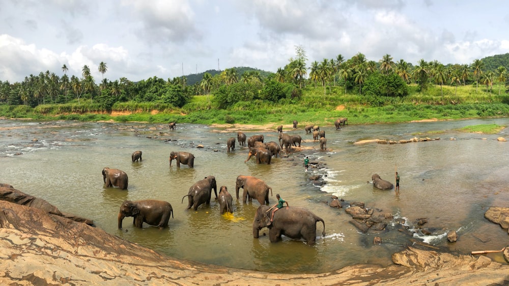 black elephants on body of water at daytime