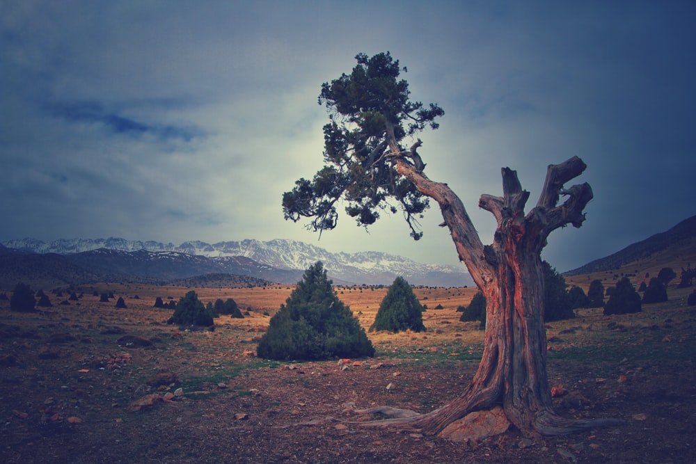 albero a foglia verde sotto il cielo nuvoloso