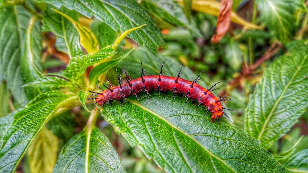 red caterpillar on green leaf