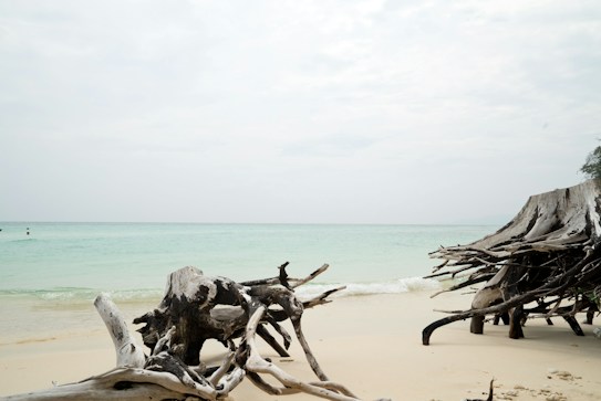 A serene beach scene with light turquoise waters gently lapping against the sandy shore. Large pieces of weathered driftwood are scattered across the sand, adding a rustic charm. The sky is overcast, casting a soft light over the tranquil setting.