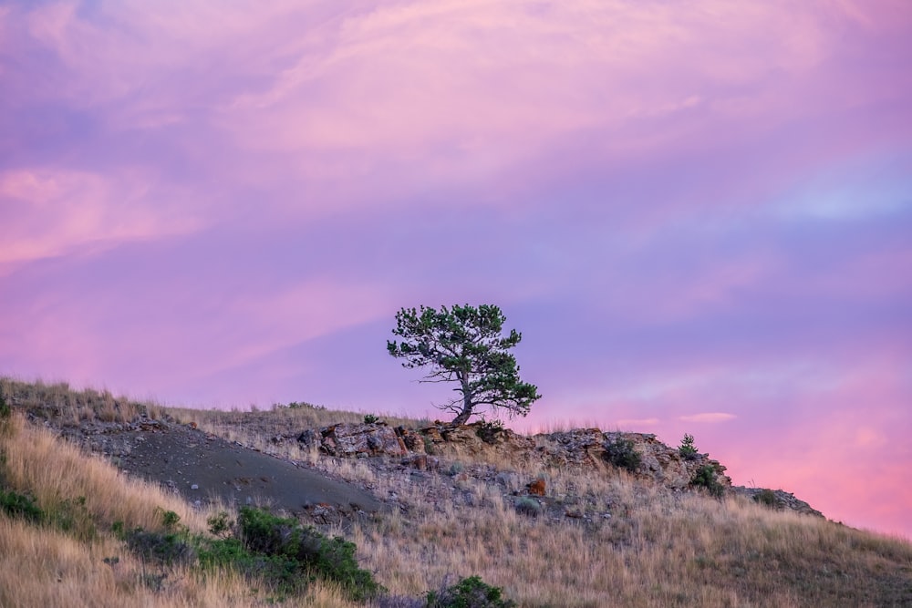 green tree on hill