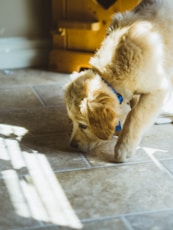 close photo of long-coated beige dog sniffing the floor