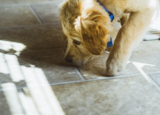 close photo of long-coated beige dog sniffing the floor