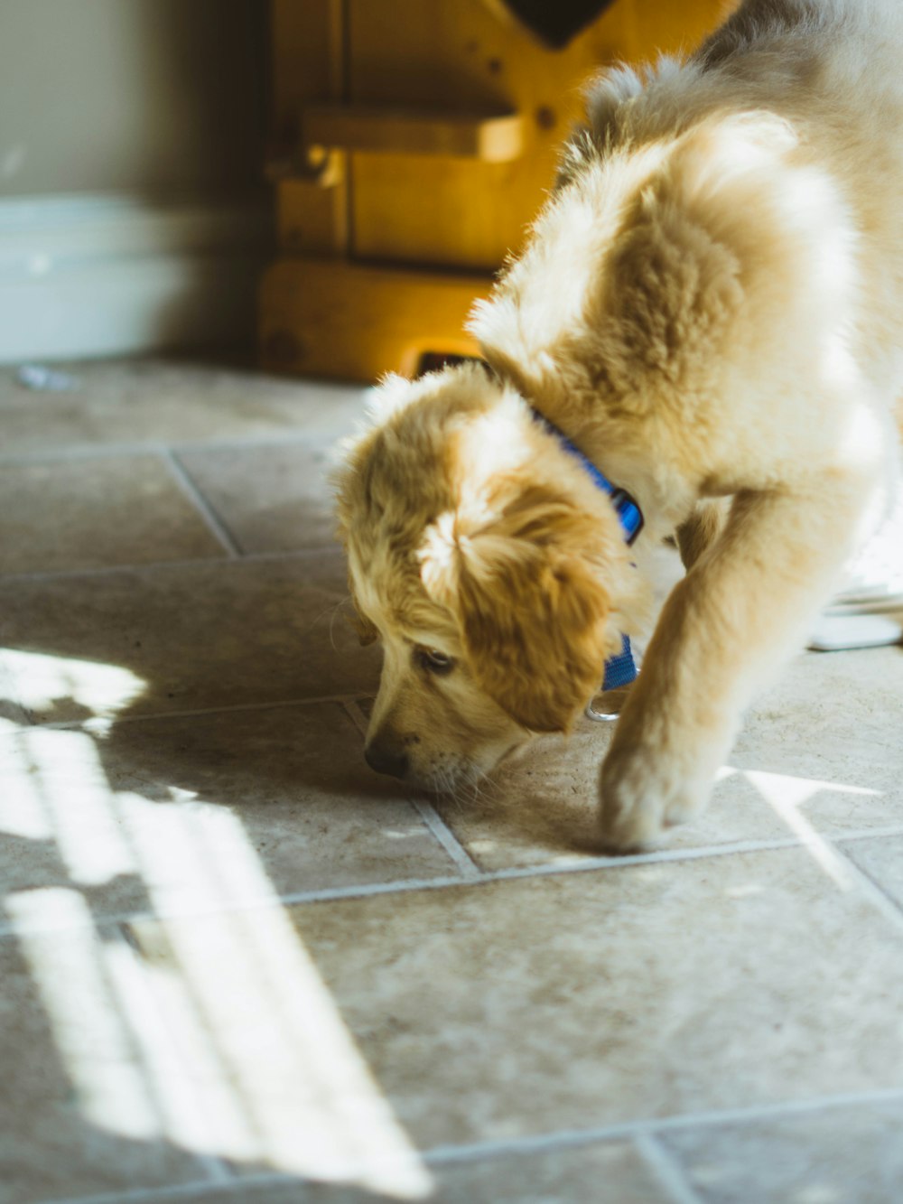 close photo of long-coated beige dog sniffing the floor