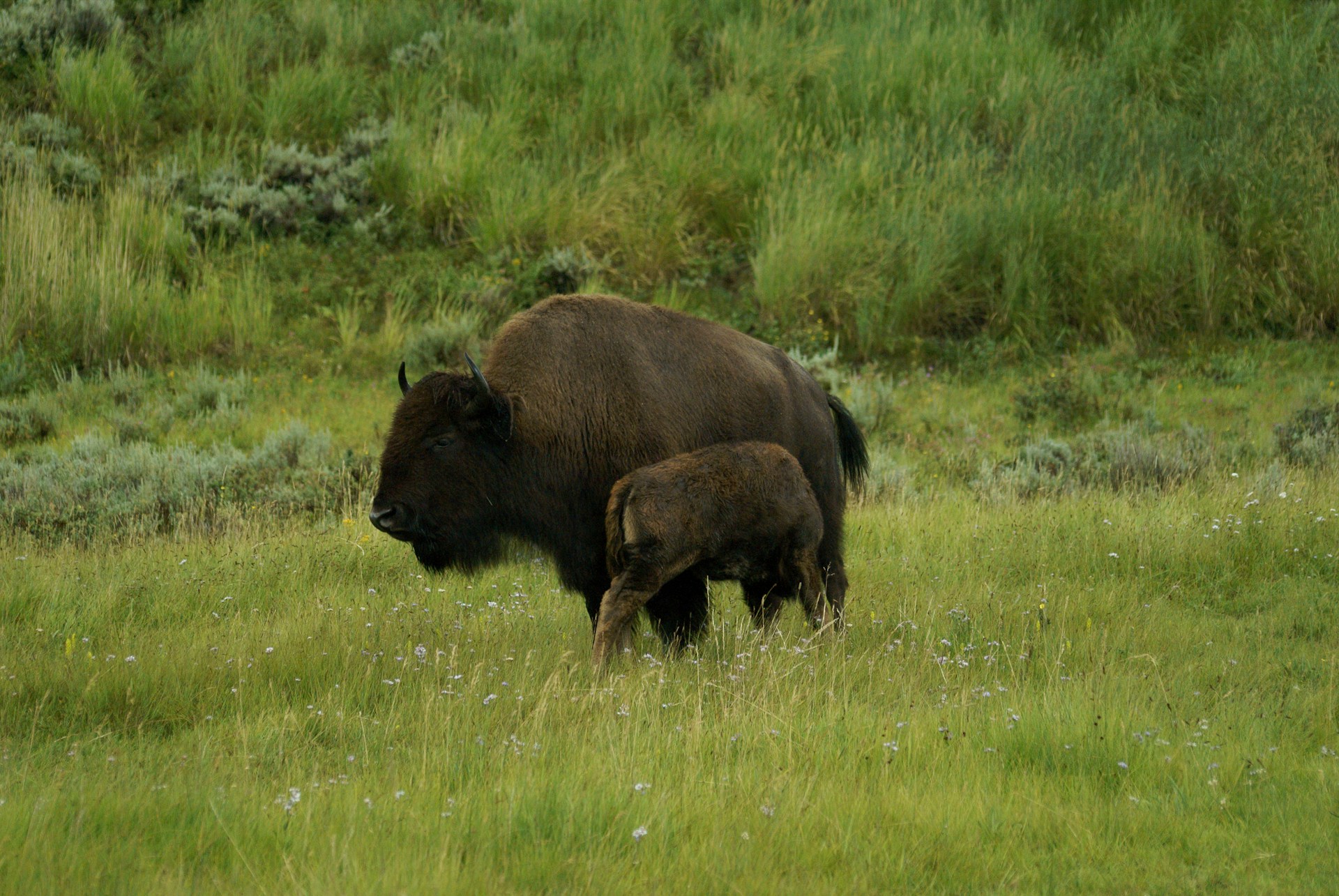 A close-up of a bison mother and her calf nestled together in tall grass during calving season.