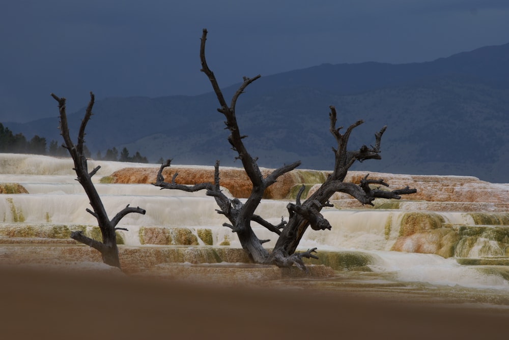 leafless tree at daytime