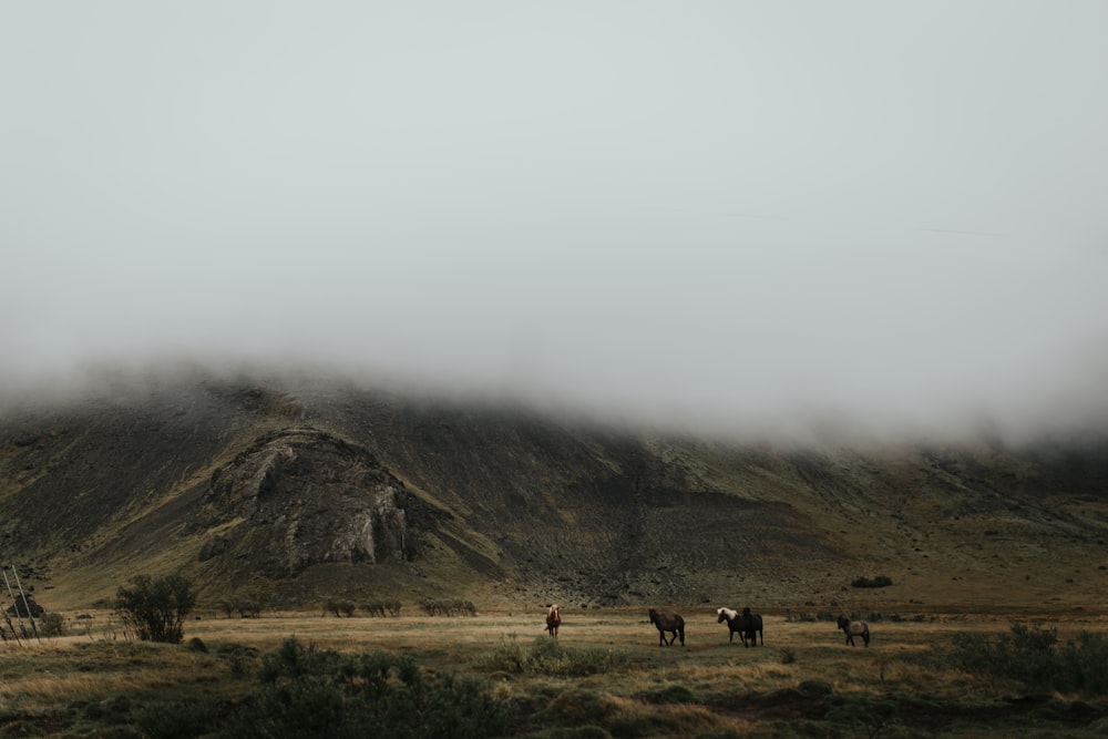 animals at the foot of mountain during daytime