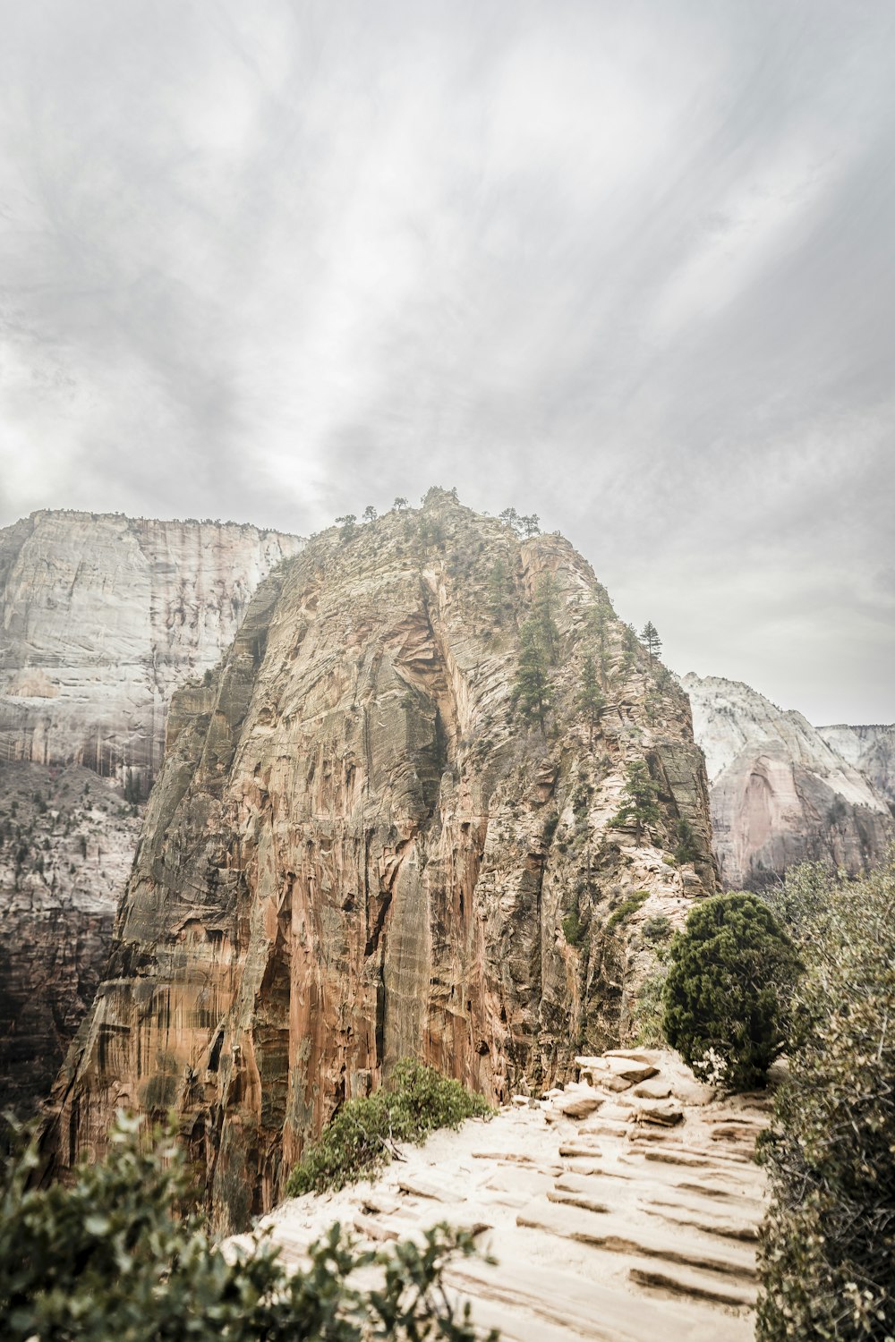 Cubierta montañosa por árboles