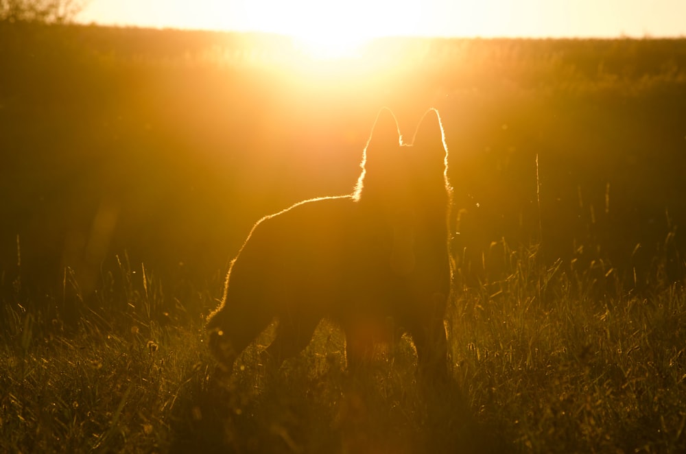 animal standing on grass during sunset