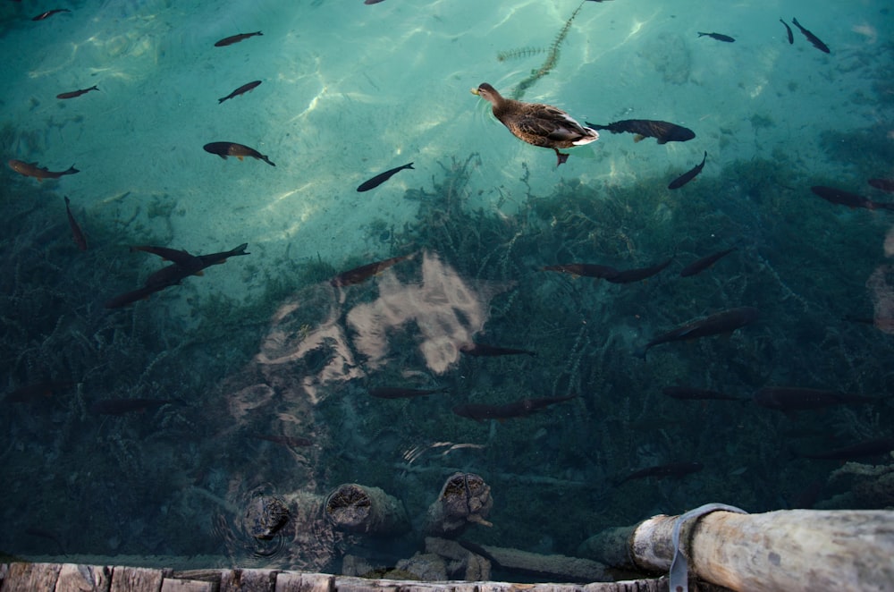 turtle swimming in aquarium