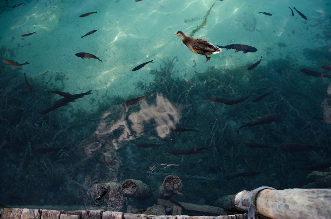 travelers stories about Underwater in Plitvička Jezera, Croatia