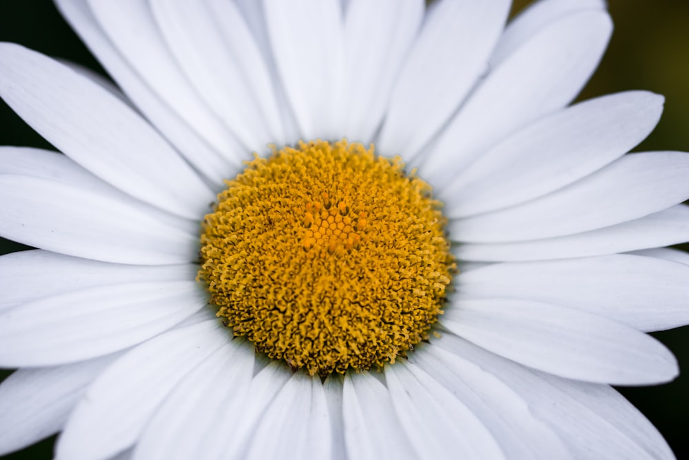 white daisy flower