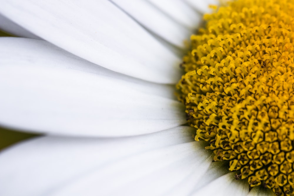macro photography of white daisy flower