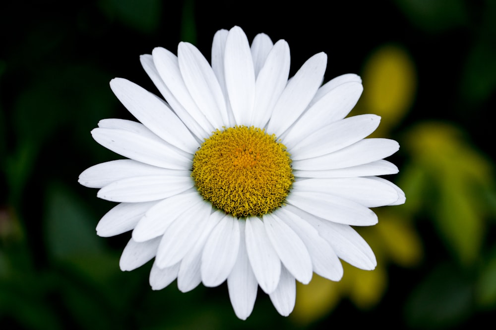 white daisy flower