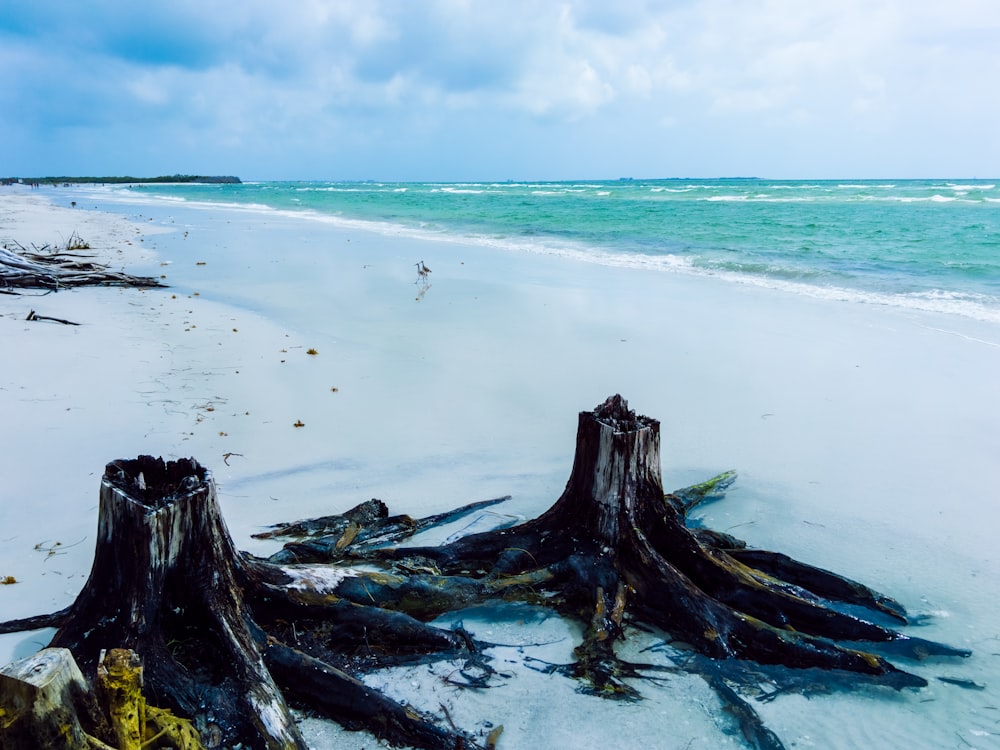 black chopped trees on seashore near body of water