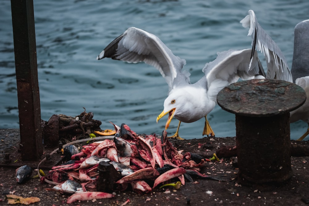 a seagull spreads its wings over a pile of dead fish