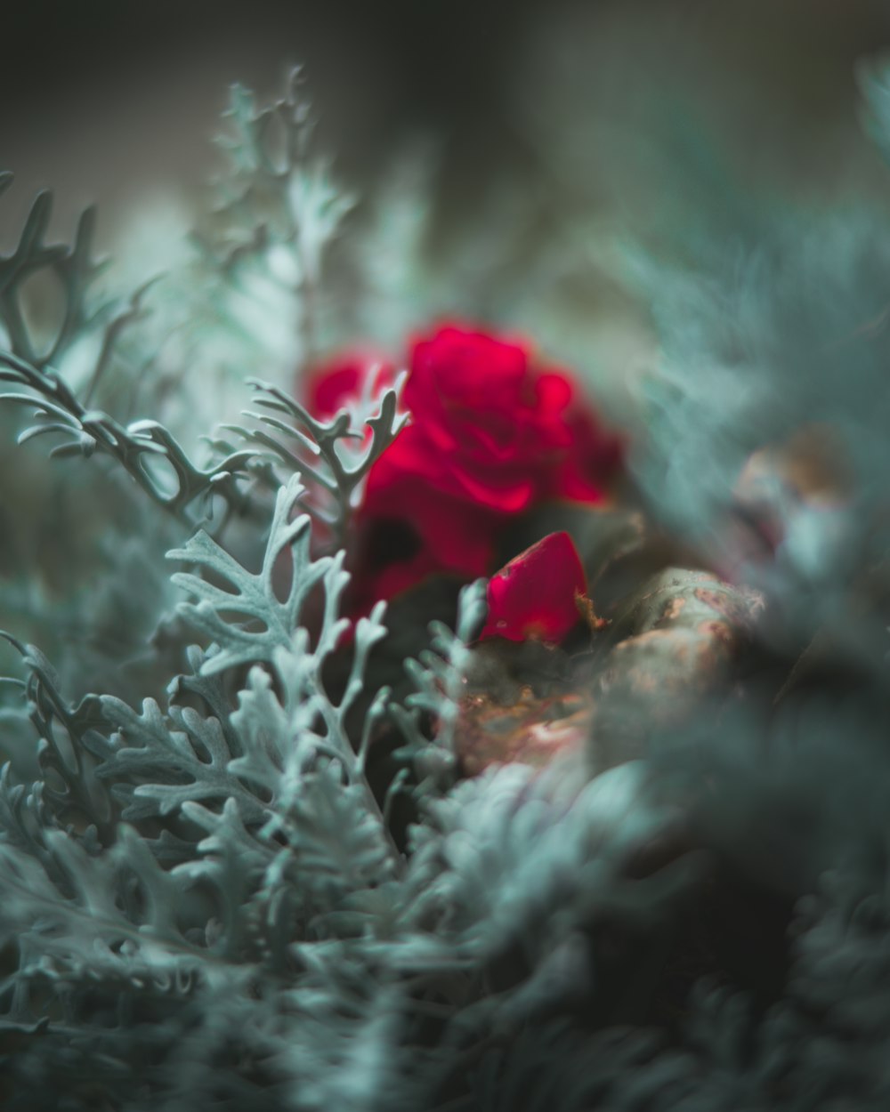 white and red rose selective focus photography