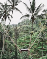 brown and black swing near palm tree
