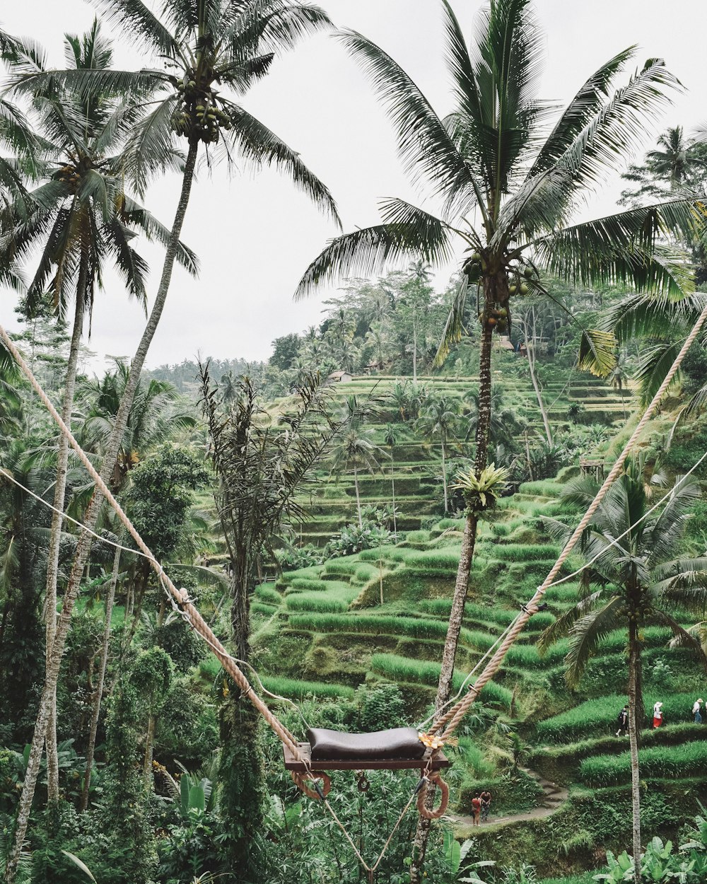 brown and black swing near palm tree