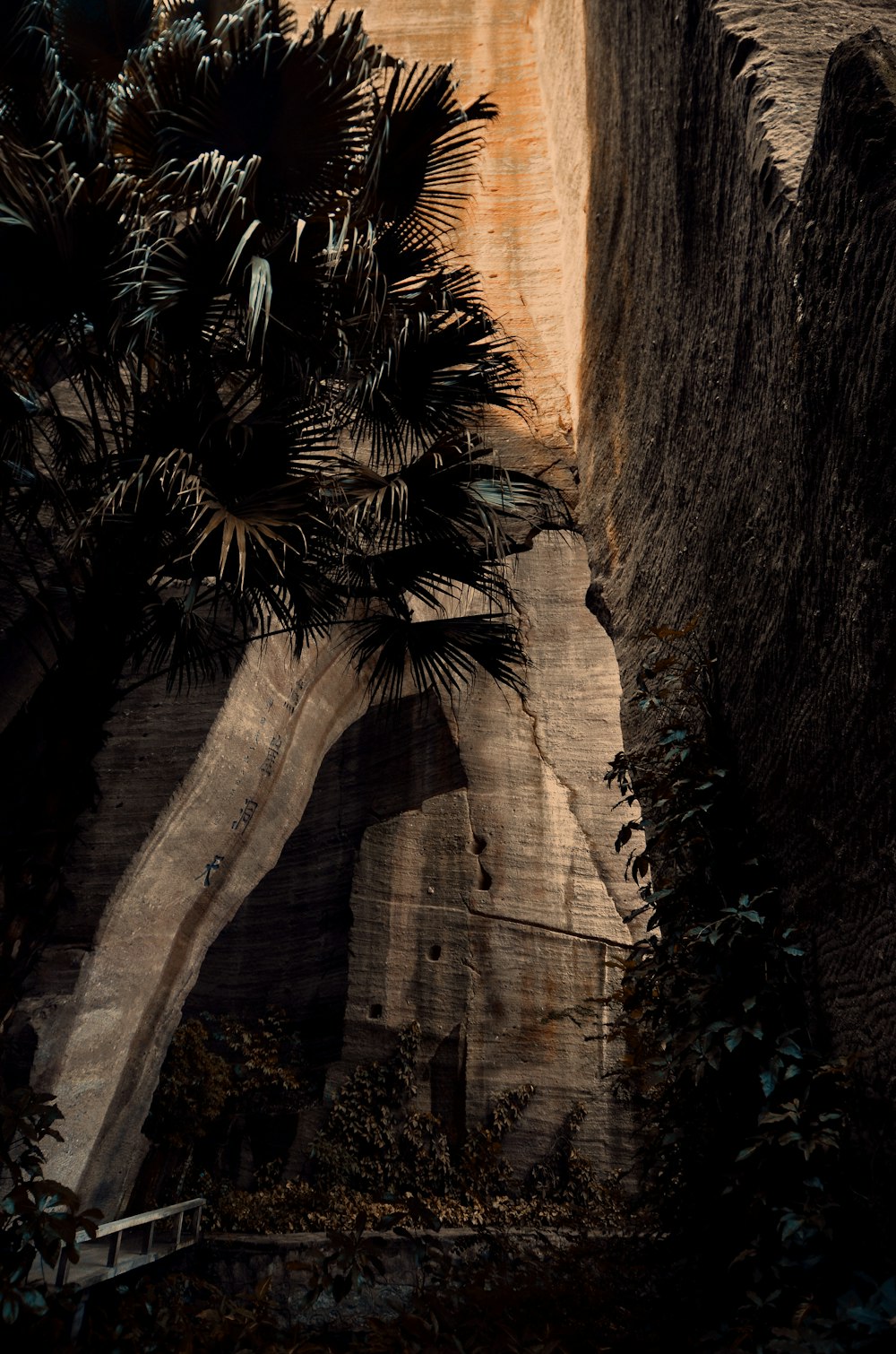 green palm tree beside brown mountain