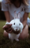 girl holding white rabbit