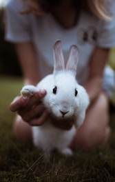 girl holding white rabbit
