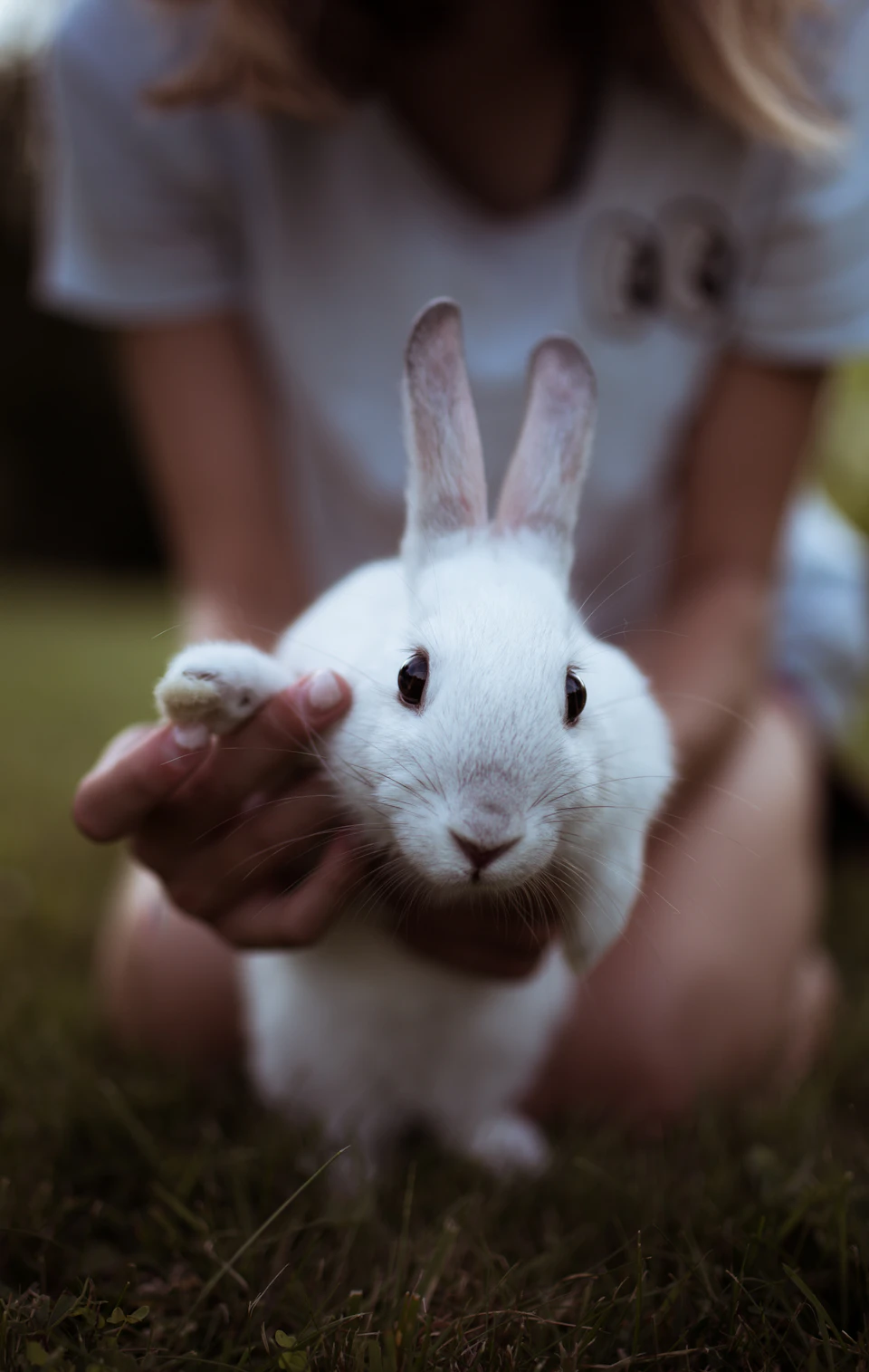 In the image, a person is kneeling on the grass and holding a white rabbit with its front paws gently resting on their lap. The person's face is partially visible behind them, but they are not looking at the camera. The background appears to be a park or garden setting, providing a natural backdrop for this intimate moment between the person and the rabbit.

The image focuses solely on the interaction between the person and the rabbit, with no other objects or people present in the frame.