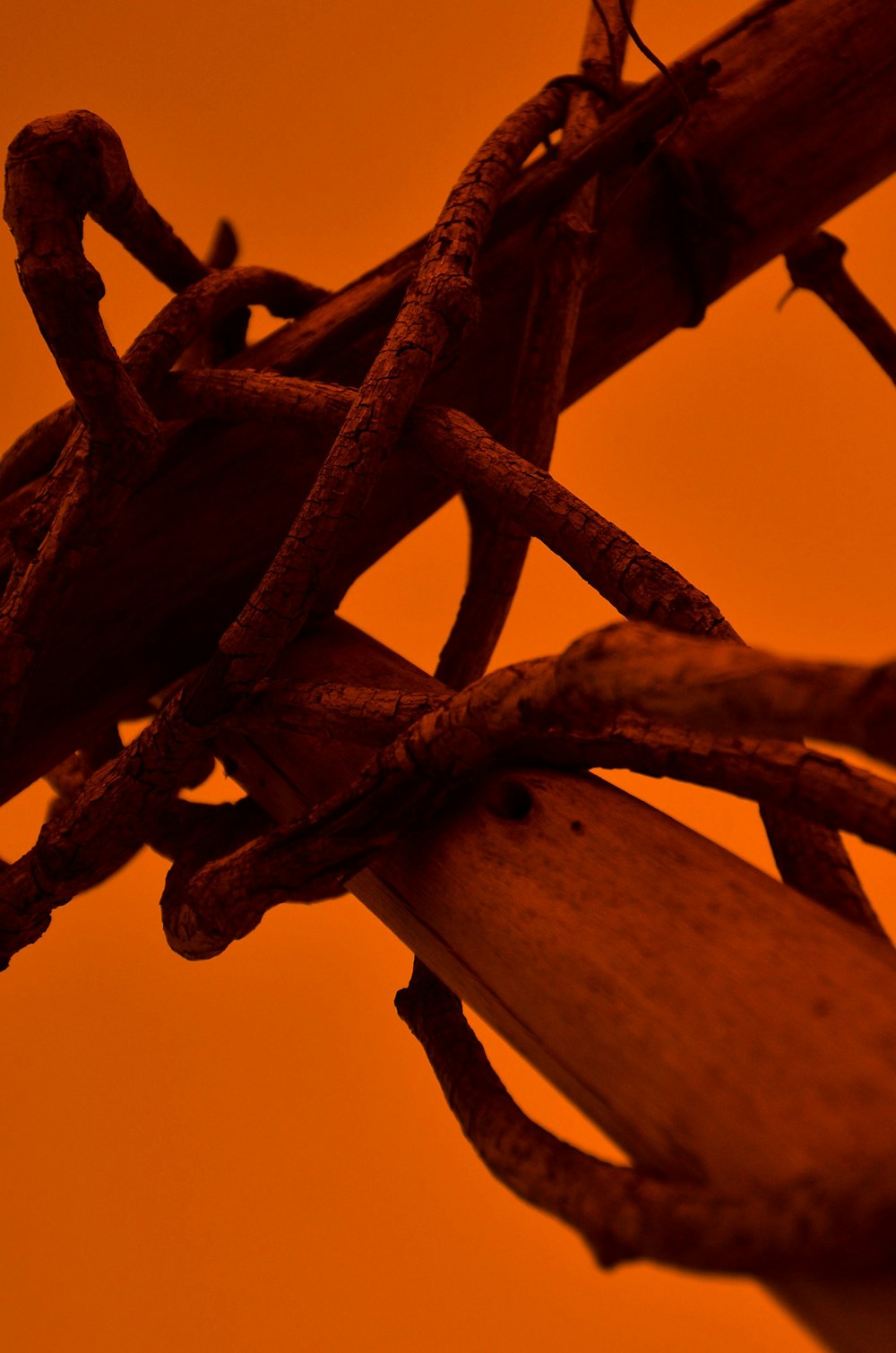 vine wrapping around wooden rods