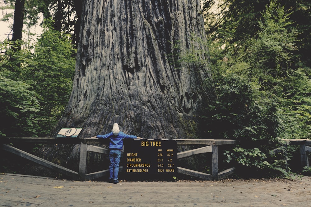 Big Tree Redwood Nationalpark