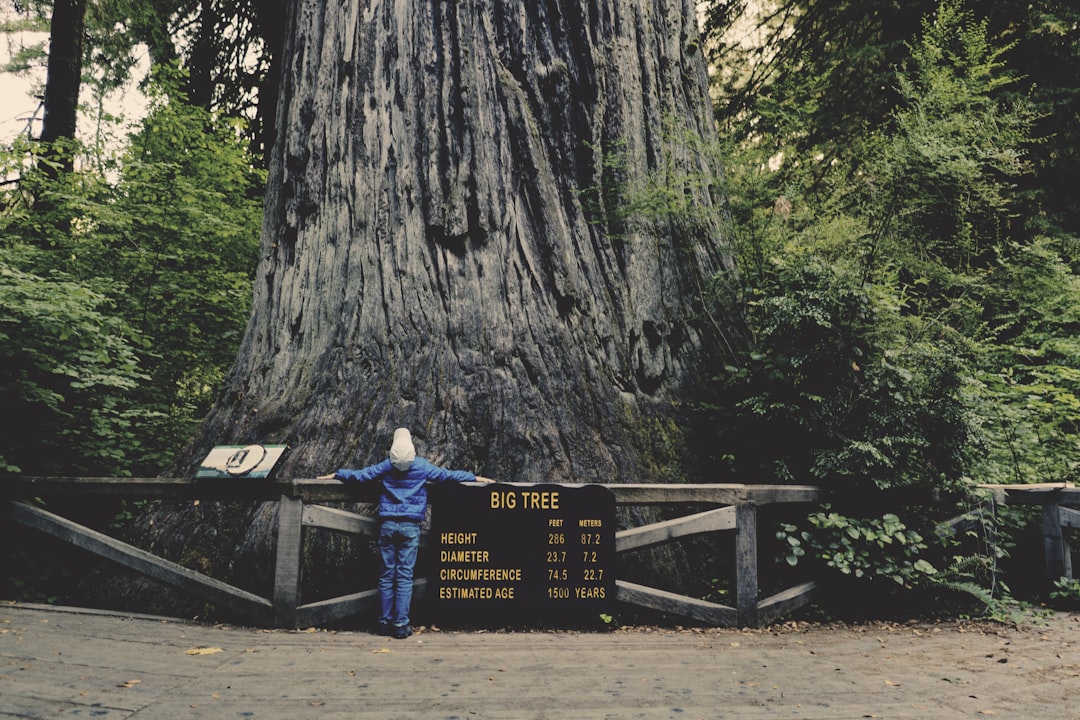 Big Tree Redwood National Park, Big Tree