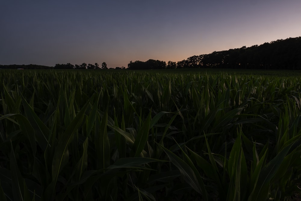 green corn field